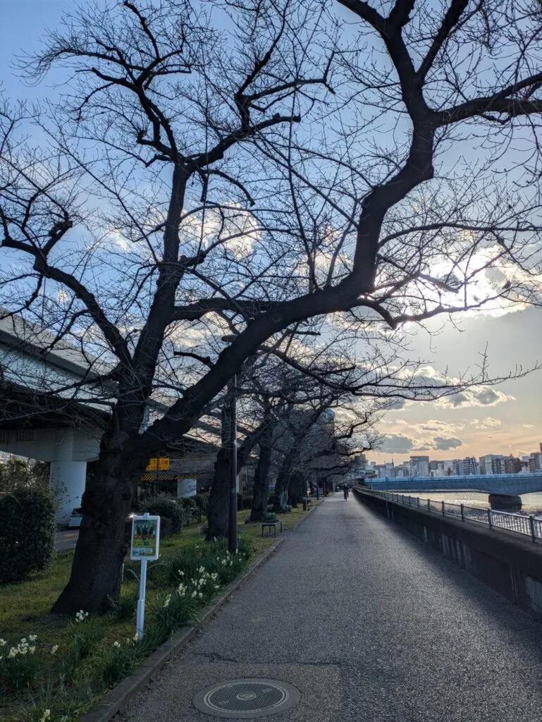 Cherry blossom at Sumida river